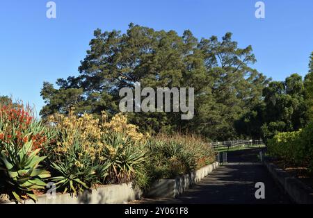 Ein großes Feigenbaumdach von Moreton Bay und ein Beet aus Agavenpflanzen auf einem pth in den Royal Botanic Gardens, Sydney, Australien Stockfoto