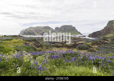 Lupinenfeld auf der Lava des Eldfell-Vulkans, Island, Europa Stockfoto