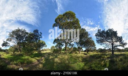 0 mag Pinus pinaster, Eukalypt und einheimisches Gras im sandigen Südwesten des Centennial Park, Sydney, Australien Stockfoto