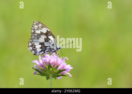 Marmoriertes weiß auf einer Blume Stockfoto