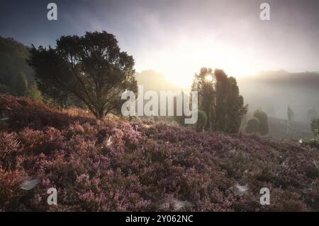 Nebliger Sonnenaufgang über Hügeln mit blühender Heidekraut, Totengrund, Deutschland, Europa Stockfoto