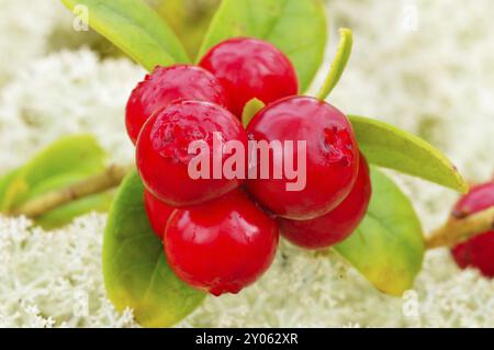 Preiselbeeren zwischen Rentiermoos Stockfoto