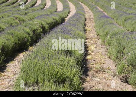 Lavendelanbau auf den Kanalinseln Stockfoto