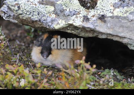 Berglemming in Schweden. Lemming Mountain in Schweden Stockfoto