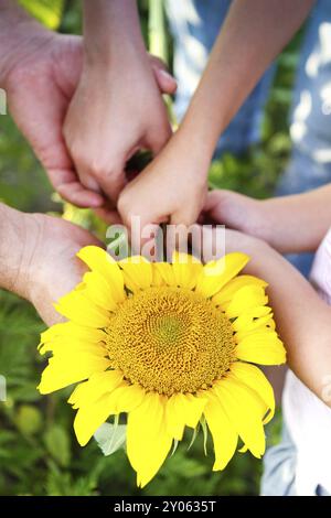 Von oben ernten unkenntlich Mann und Frau mit Kind, die im Sommertag im Garten helle Sonnenblumen zusammenhalten Stockfoto