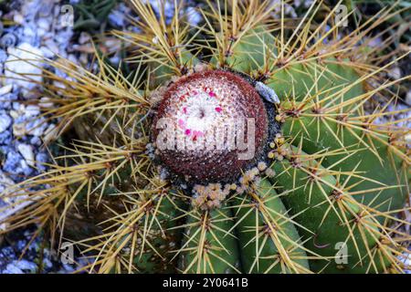 Detail der Kaktus mit Dornen, Farben und Texturen Stockfoto