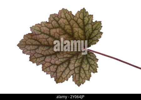 Schattenglocke (Heuchera), Blatt Stockfoto