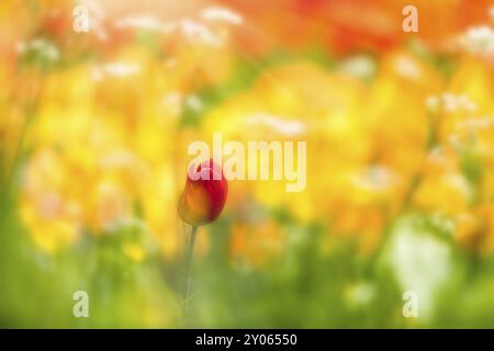 Eine einzelne rote Tulpe vor einem Tulpenfeld in der Sonne Stockfoto
