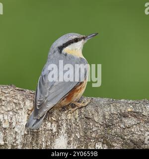 Eurasischer Nackthaar (Sitta europaea) auf einem gefallenen Birkenstamm, Tiere, Vögel, Siegerland, Nordrhein-Westfalen, Deutschland, Europa Stockfoto