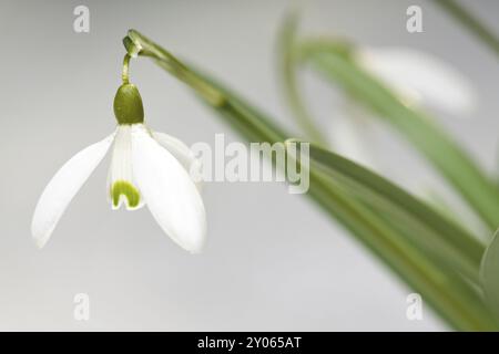 Schneeglöckchen im Frühling Stockfoto