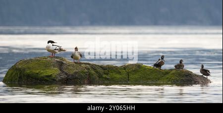 Ein Paar gewöhnlicher Merganser sitzt zusammen mit vier gerafften Enten auf einem Felsen im Howe Sound, Kanada, Nordamerika Stockfoto