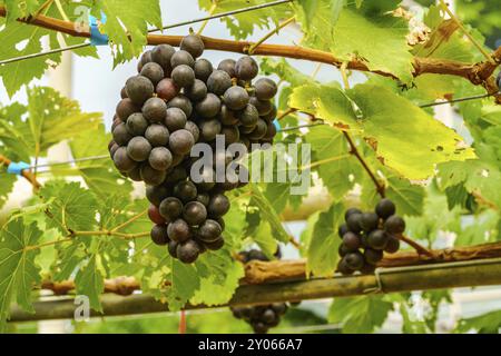 Die Trauben der Marroo kernlose Trauben an den Rebstöcken im Weinberg Stockfoto