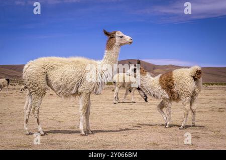 Alpakasherde in Altiplano. Lamas und Alpakas sind in Bolivien und Peru wegen ihrer Wolle und ihres Fleisches sehr beliebt Stockfoto