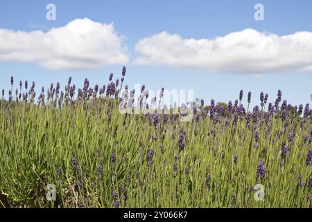 Lavendelanbau auf den Kanalinseln Stockfoto