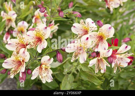 Alstromeria (Alkali-Lilien) im Garten Stockfoto