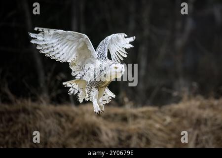 Eine verschneite Eule fliegt im Wald zwischen den Bäumen. Stockfoto