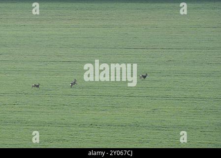 Ein Reh folgt zwei Rehböcken auf der Flucht über ein Feld Stockfoto