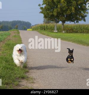 Zwei kleine Hunde in einem Rennen, ein Havanese und ein Zwergpinscher Stockfoto