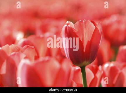 Schöne rote Tulpen, die im Sonnenlicht leuchten Stockfoto