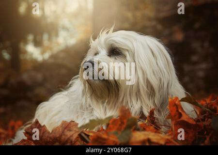 Kleiner weißer Hund liegt in den Blättern und wird von der Sonne beleuchtet Stockfoto