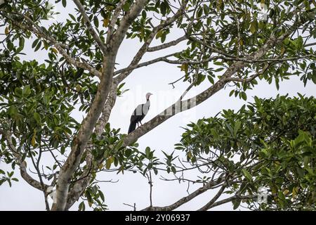 Wappen-guan (Penelope purpurascens), der auf einem Baum vor einem weißen Himmel sitzt, tropischer Regenwald, Corcovado-Nationalpark, Osa, Provinz Puntarena, Cos Stockfoto