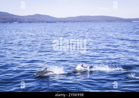 Wilde Delfinschulen springen vor Maria Island, Tasmanien Stockfoto