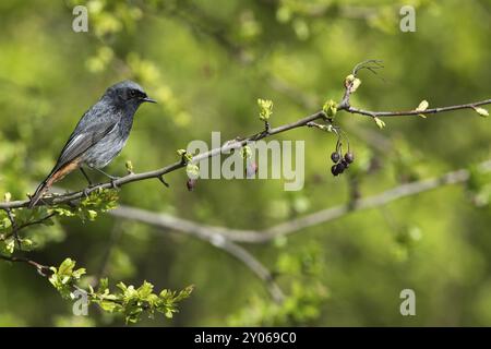 Ein männlicher schwarzer Rothahn, der auf einem Weißdornzweig sitzt Stockfoto