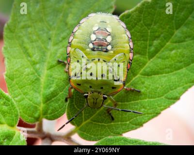 Nezara viridula grünes Insekt. Naturfehler. Grüner Insektenschädling Stockfoto