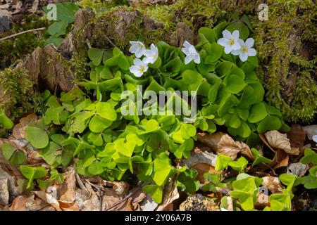 Sauerampfer, der im Wald wächst, auch Oxalis acetosella oder Waldsauerklee genannt Stockfoto