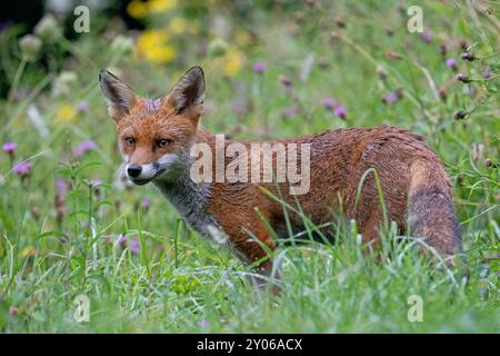 Feuchter Rotfuchs (Vulpes vulpes) auf einer blumenreichen Wiese kurz nach einem starken Regensturm Stockfoto