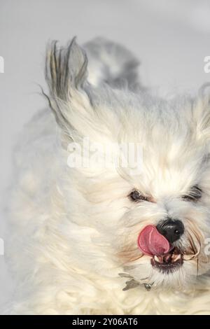 Kleiner weißer langhaariger Hund rennt im Schnee und leckt seinen Maul Stockfoto