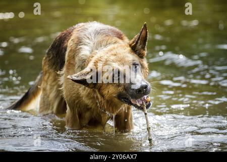 Deutscher Schäferhund mit einem Ministock, der im Wasser spielt Stockfoto