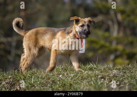 Ein deutscher Schäferhund steht ruhig da Stockfoto