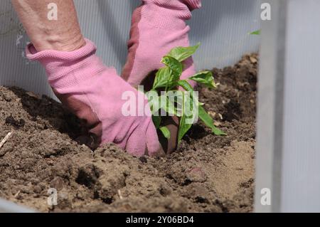 Frau, Garten, Pflanze, kalter Rahmen, Paprika Stockfoto
