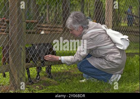 Ältere Dame, die Ziegen im Wildgehege füttert Stockfoto