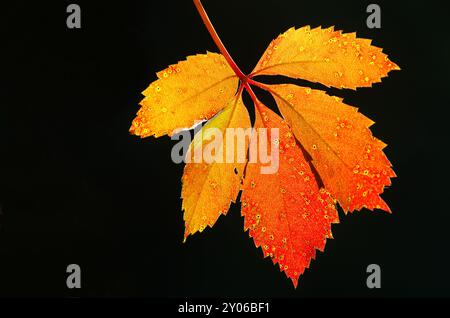 Wilder Wein Im Herbst Stockfoto