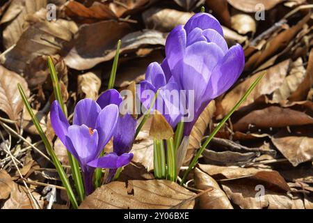 Wildfrühlingskrokus (Crocus vernus 'Flower Record') im Herbstlaub, offene violette Blüten, Deutschland, Europa Stockfoto