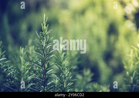 Nahaufnahme von frischem grünem Rosmarin im eigenen Garten Stockfoto