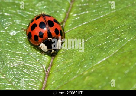 Asiatische Lady Beetle (Harmonia Axyridis) Stockfoto