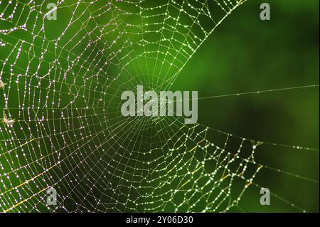 Spinnennetz der europäischen Gartenspinne (Araneus diadematus) mit Tautropfen Stockfoto