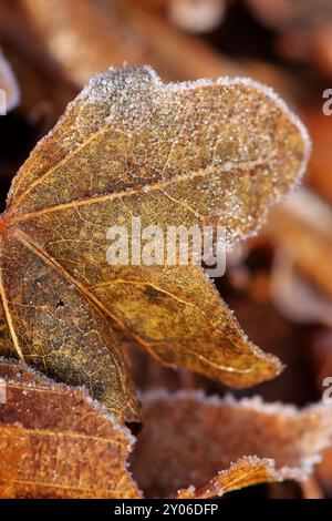 Blättern Sie im frost Stockfoto