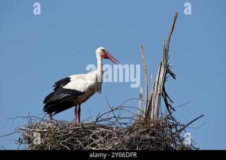 Storch im nest Stockfoto