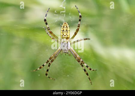 Wasp spider Stockfoto