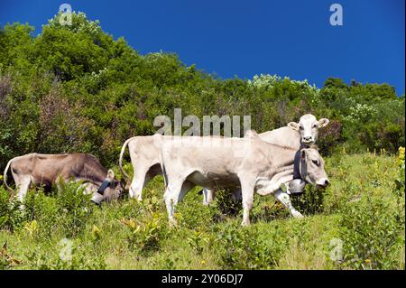 3 Kühe auf der Almweide am Soellereck Stockfoto