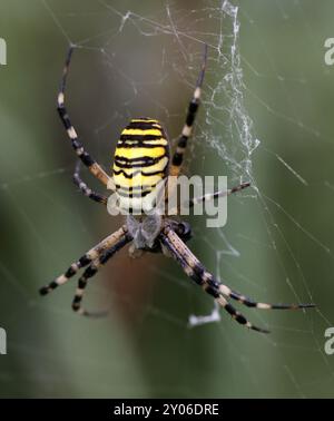 Wasp spider Stockfoto