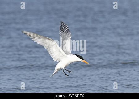 Königliche Tern Stockfoto