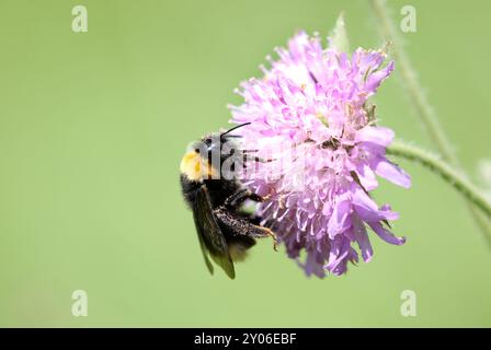 Bumblebee Stockfoto