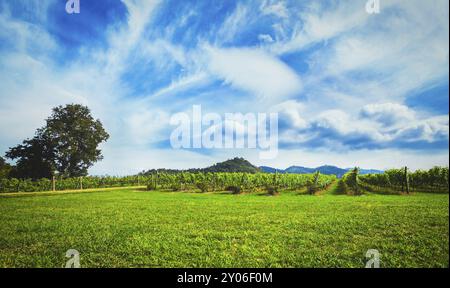 Weinberg in Khao Yai thailand Stockfoto