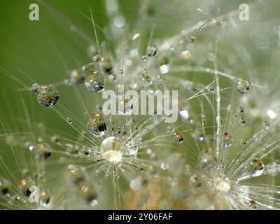 Löwenzahn 3 Stockfoto