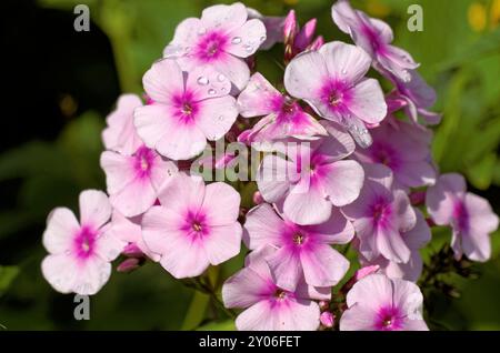 Phlox im Garten Stockfoto